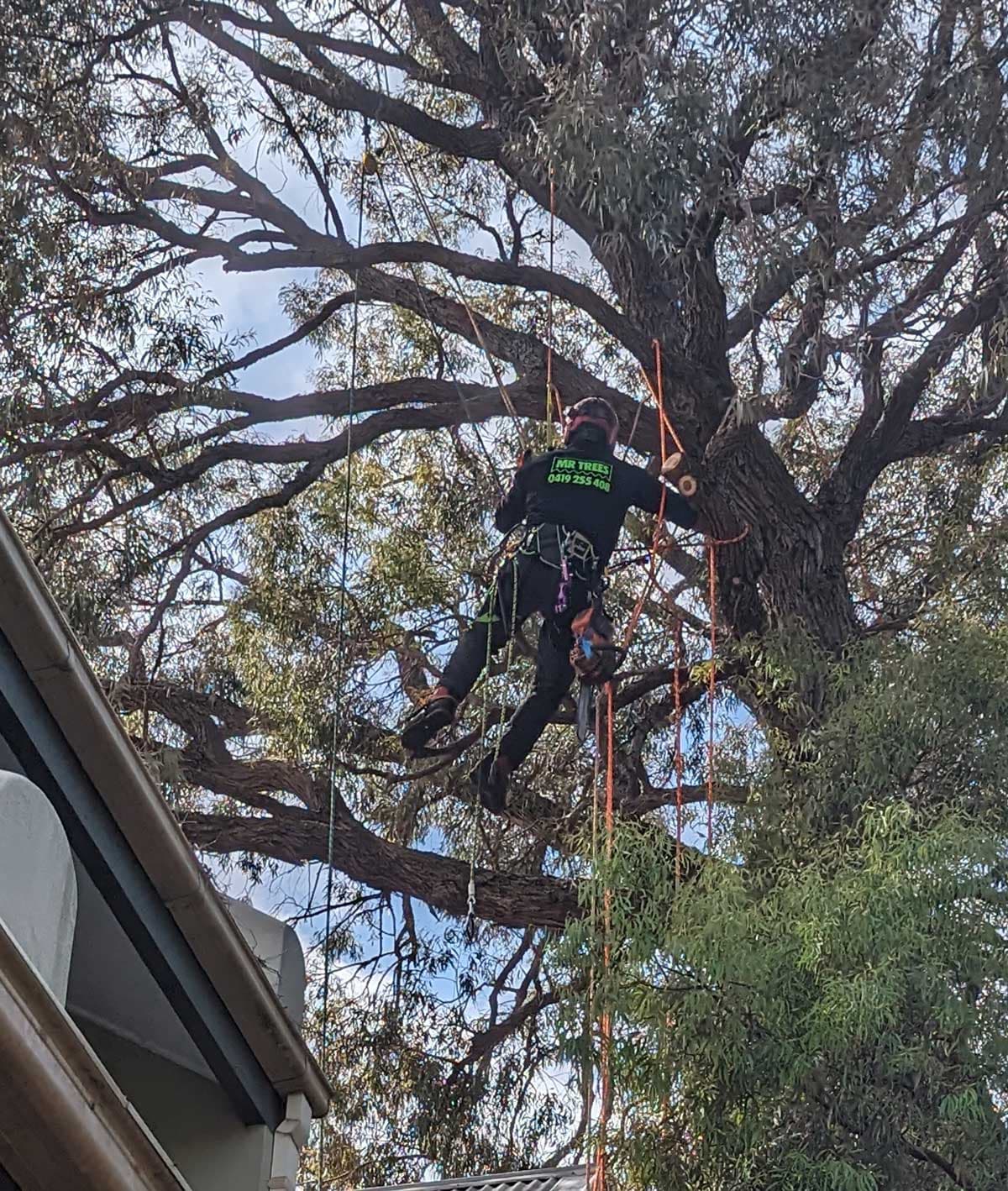 Mr trees tree trimming over units in Sydney