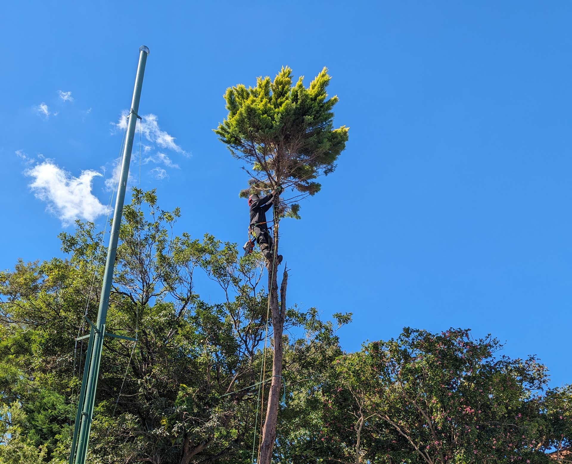 Mr trees tree trimming by pool before in Sydney