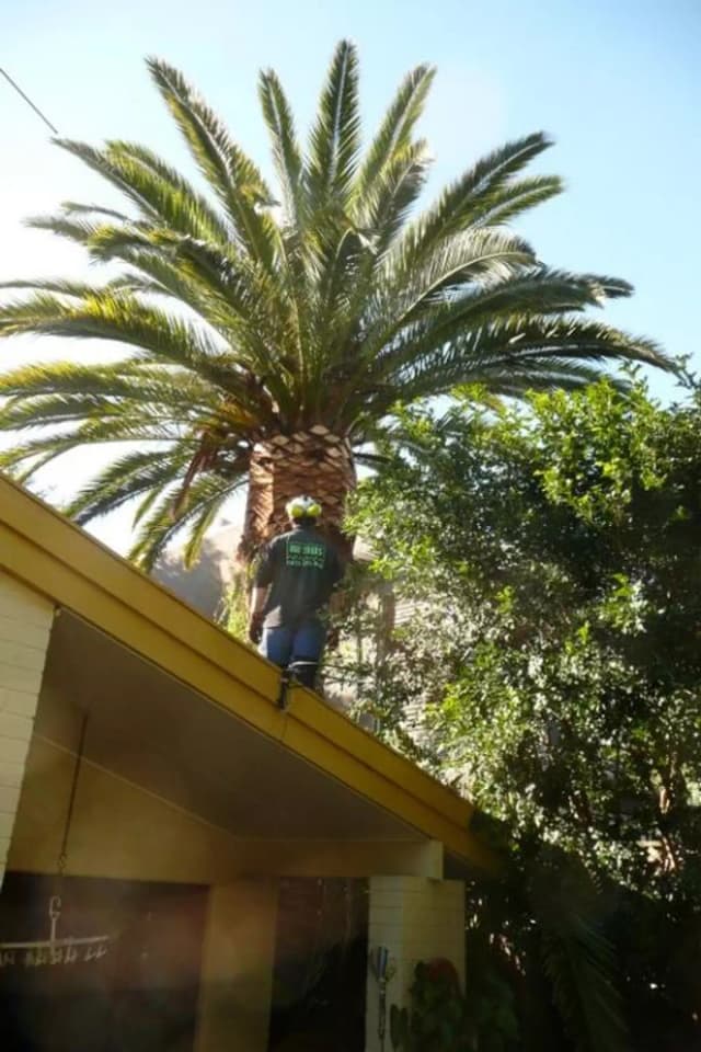 Tree after pruning