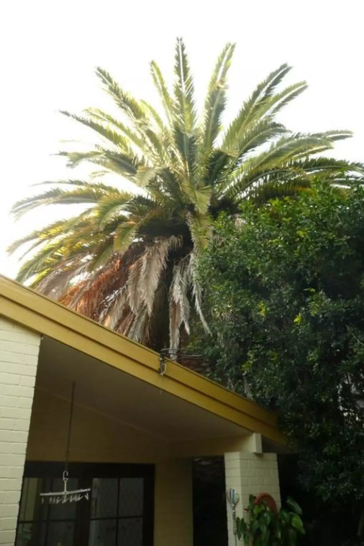 Mr trees palm tree trimming before trimming in Sydney