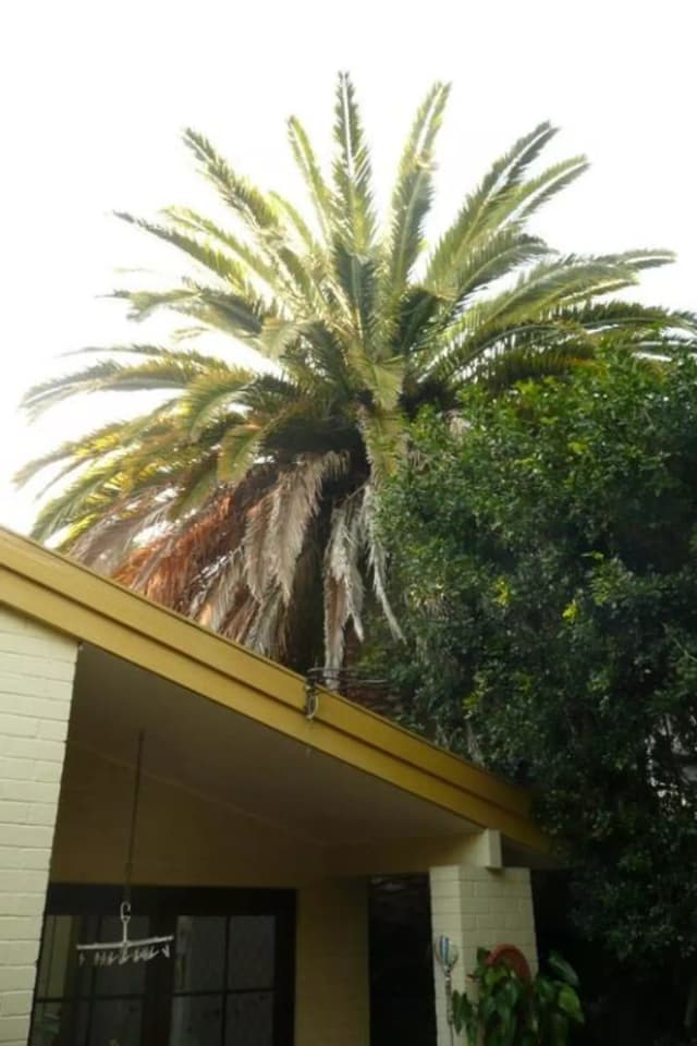 Tree before pruning