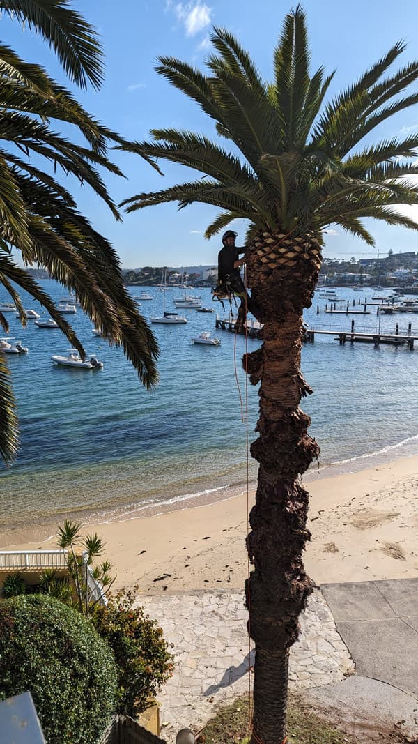 Mr trees palm tree on the beach in Sydney