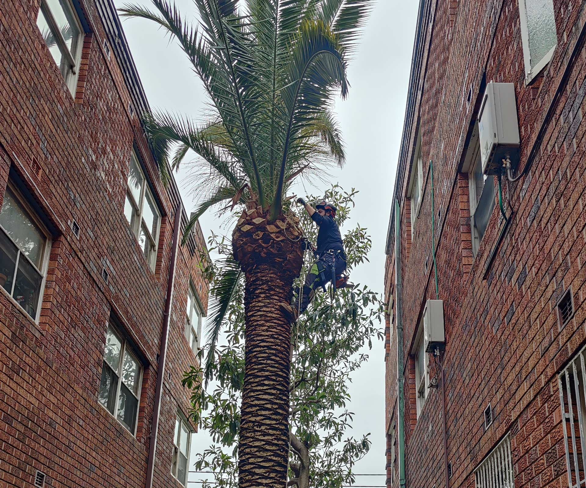 Mr trees palm tree trimming between units in Sydney