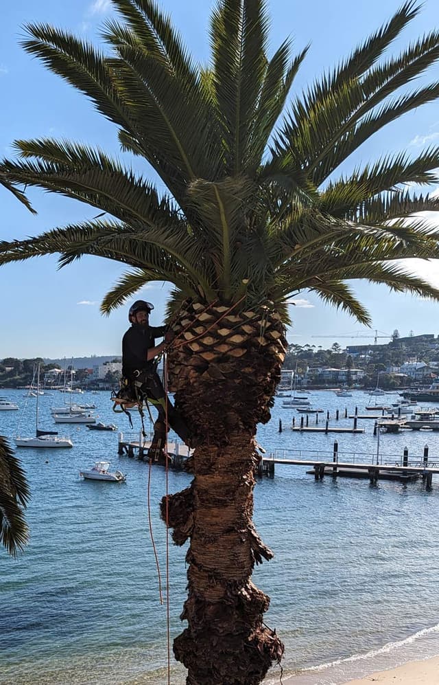 Palm tree maintenance in progress