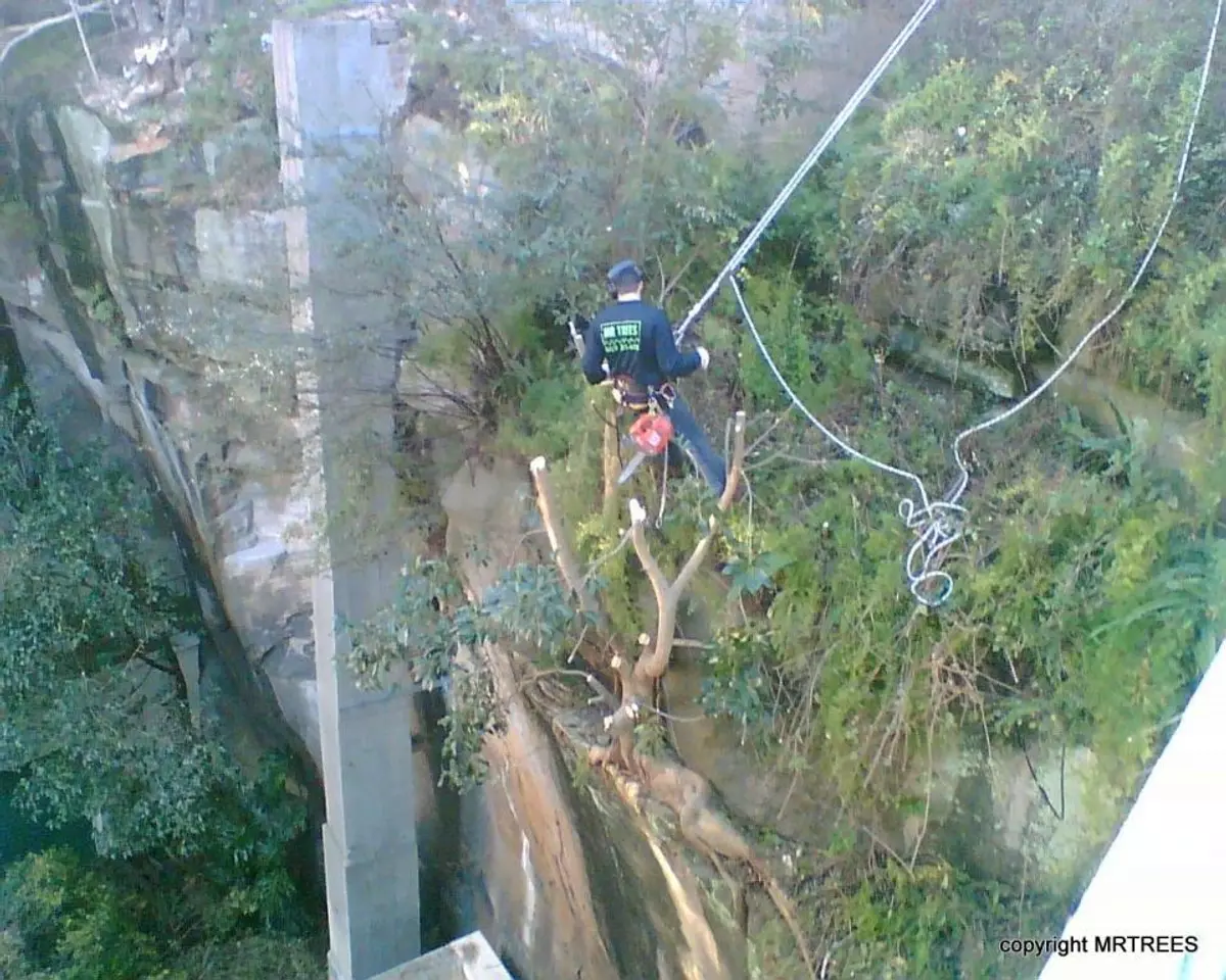 Mr trees rockface clearing in Sydney