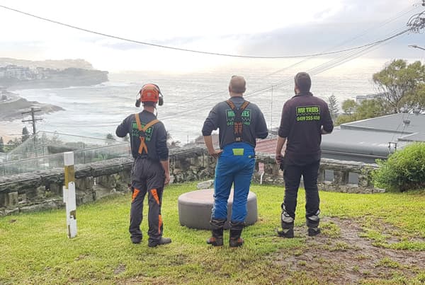 Arborist Service