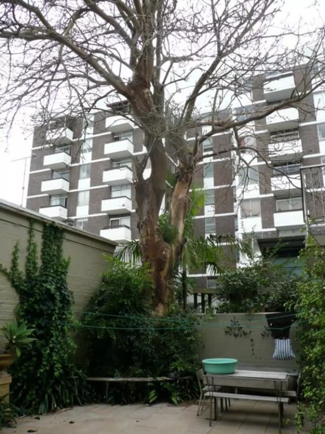 Full tree untouched
