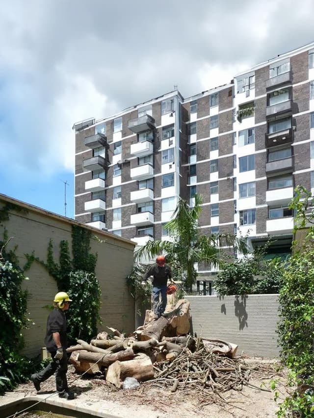 Tree fully removed