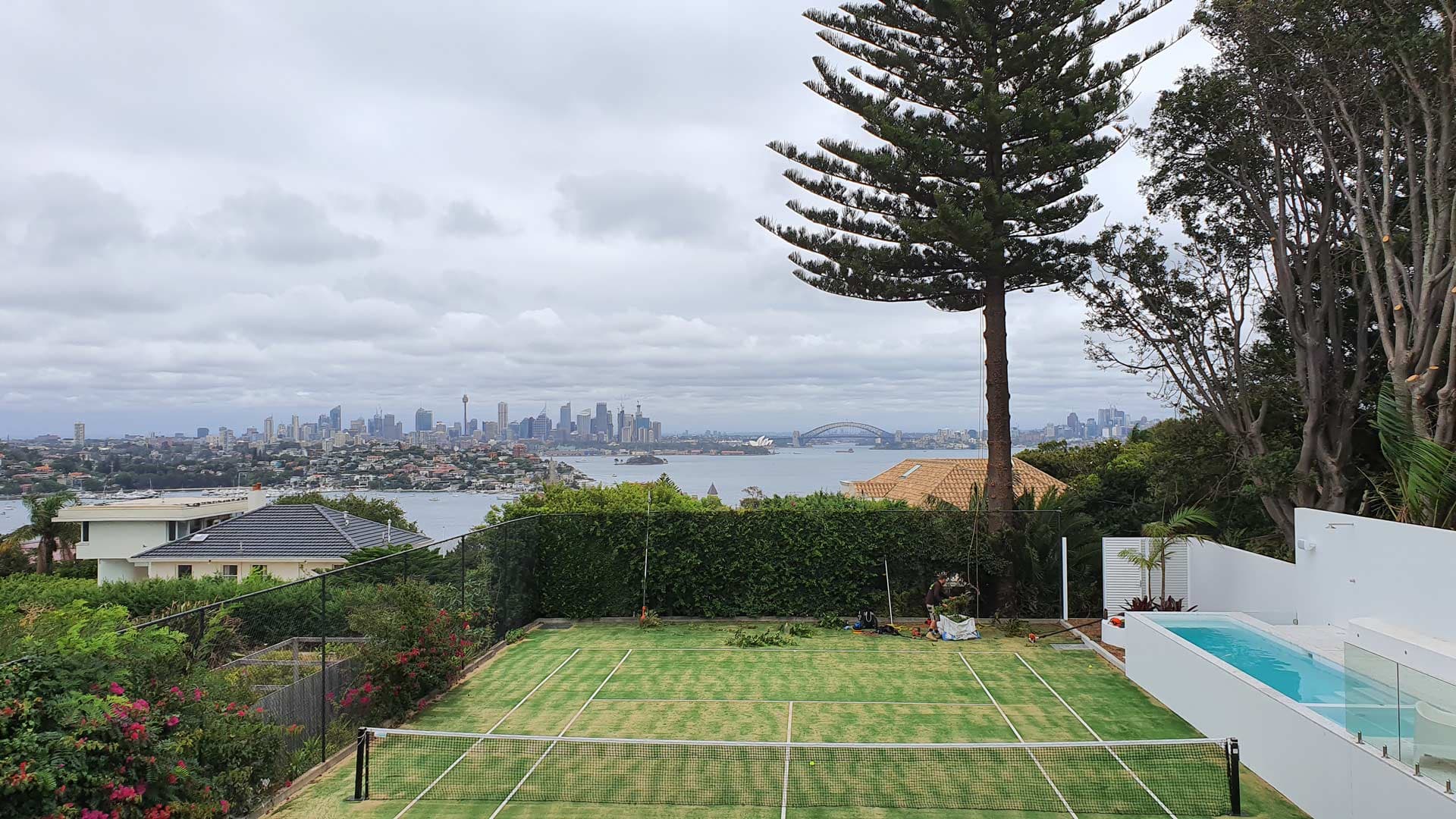 Mr trees tree work overlooking Sydney CBD.