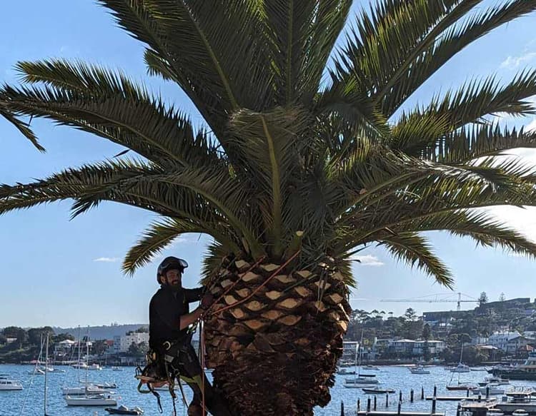 Palm Tree Trimming
