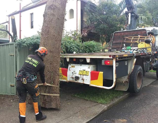 Tree Removal