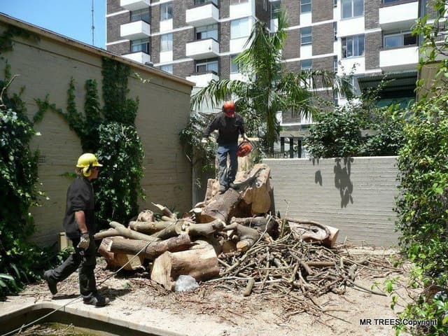 Tree removal in progress