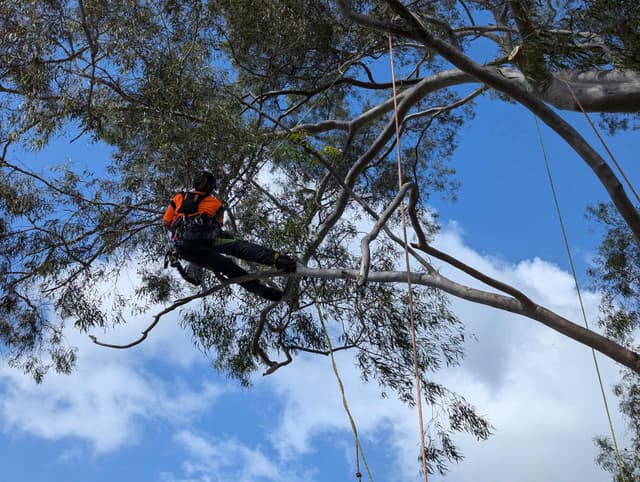 Arborist hoisted to a tree.