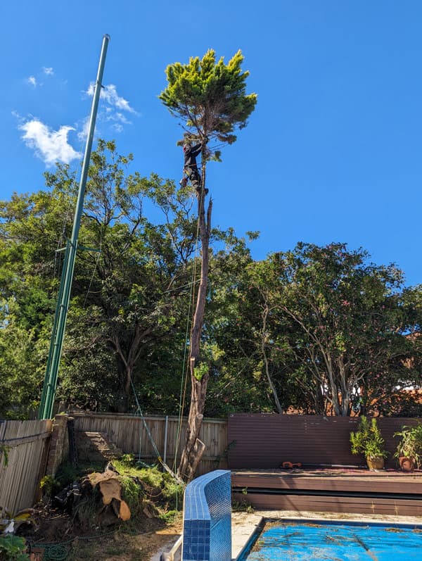 Expert tree care services in Sydney