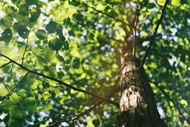 Certified arborist servicing trees in Sydney